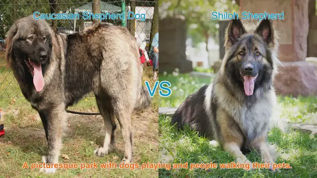 Video thumbnail for Caucasian Shepherd Dog vs. Shiloh Shepherd: A Comparative Guide