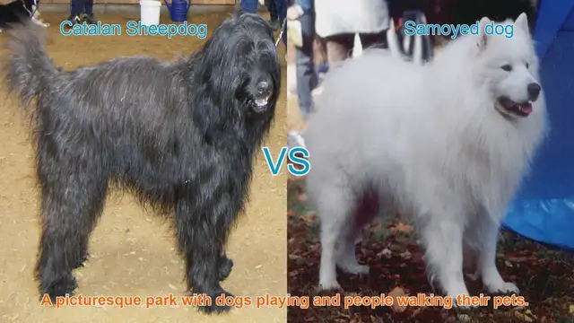 Video thumbnail for Comparing Catalan Sheepdog and Samoyed: Appearance, Temperament, and Care