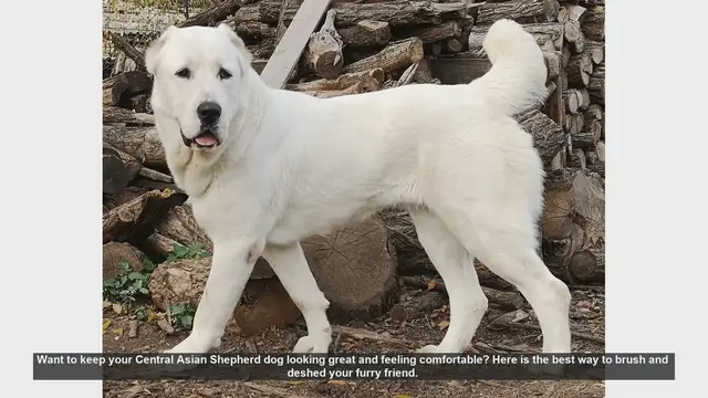 Video thumbnail for How to Brush and Deshed Your Central Asian Shepherd Dog