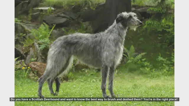 Video thumbnail for How to Brush and Deshed Your Scottish Deerhound: A Step-by-Step Guide