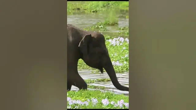 Video thumbnail for Young wild elephant drinking water#shorts