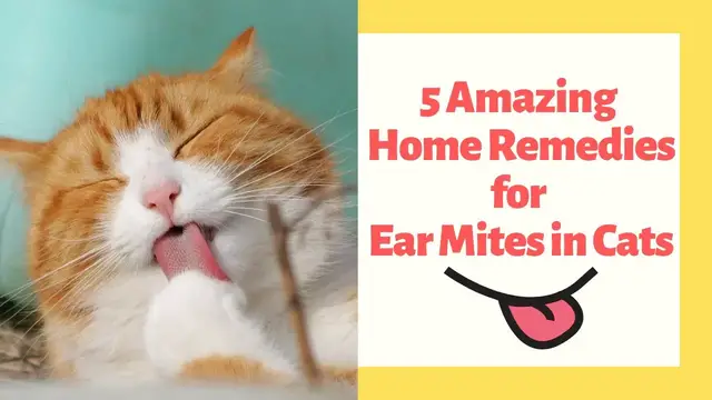 Video thumbnail for 5 Amazing Home Remedies for Ear Mites in Cats