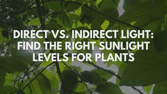 'Video thumbnail for Direct vs. Indirect Light: Find the Right Sunlight Levels for Plants'
