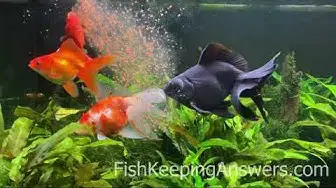 Video thumbnail for Fantail Goldfish Eating Daphnia