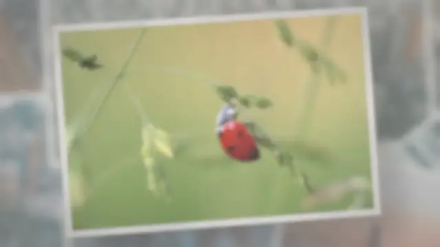 Video thumbnail for Do Ladybugs Eat Aphids?