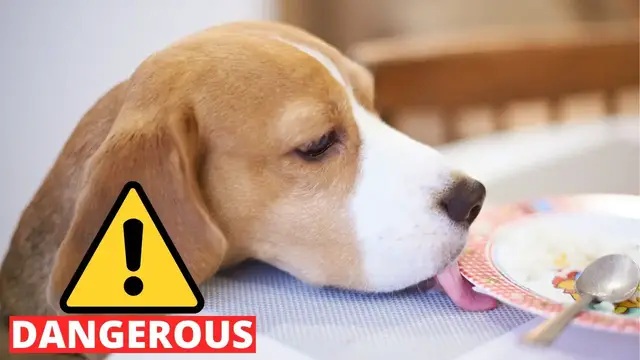 Video thumbnail for 10 Table Scraps that can KILL your Beagle!