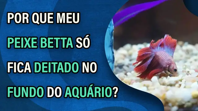 Video thumbnail for Por que meu peixe betta só fica deitado no fundo do aquário? Confira os 7 principais motivos!