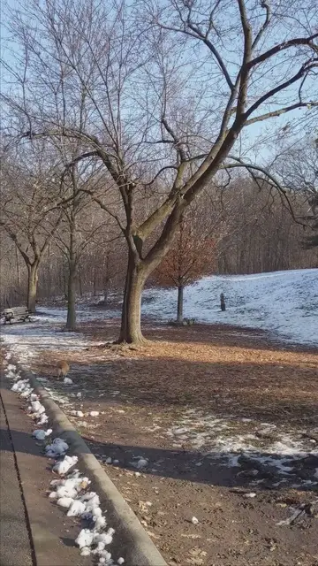 'Video thumbnail for A Fun Afternoon in Sherwood Park Toronto with my Corgi'