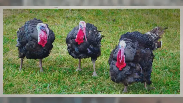 Video thumbnail for Can Turkeys Smell? Can They Hear?