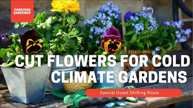 Video thumbnail for Cut Flowers For Cold Climate Gardeners | Special Canadian Guest!@Shifting Roots