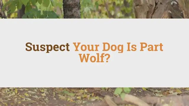 'Video thumbnail for Suspect Your Dog Is Part Wolf? Here’s How You Can Tell'