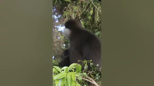 Video thumbnail for monkey | purple faced leaf monkey