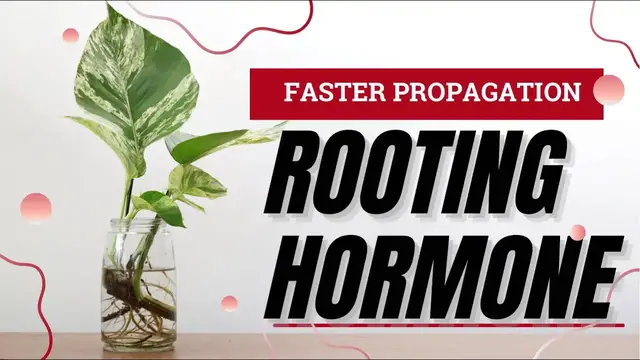 Video thumbnail for The Complete Guide To Rooting Hormones For Plant Propagation. The Science Behind DIY Vs. Bottled.
