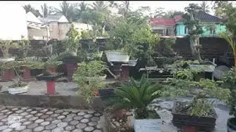 Video thumbnail for Bakalan Bonsai Yang Sedap Dipandang Mata