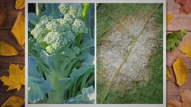 Video thumbnail for What Causes Broccoli Leaves to Turn White?