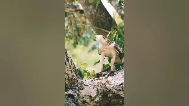Video thumbnail for Crested Hawk Eagle, feeding on a small antilope #shorts