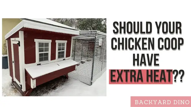 Video thumbnail for Beginner's guide to keeping chickens warm during the winter