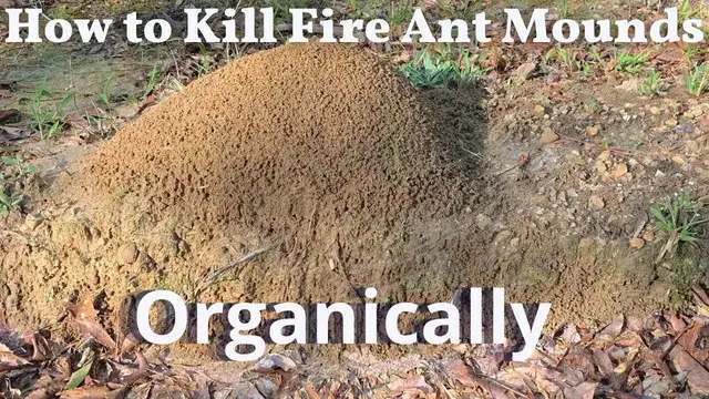 Video thumbnail for Killing Fire Ants Organically