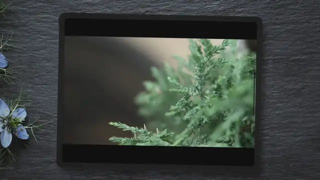 'Video thumbnail for Lemon Cypress Tree Care Guide'