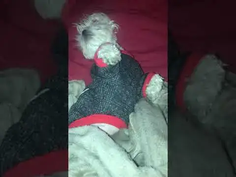 Video thumbnail for Dad is refusing more belly rubs 😲 Trying all my talking tones to get him to cave in #dogtalking