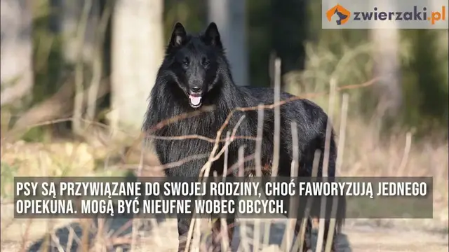 'Video thumbnail for Owczarek belgijski – opis rasy'