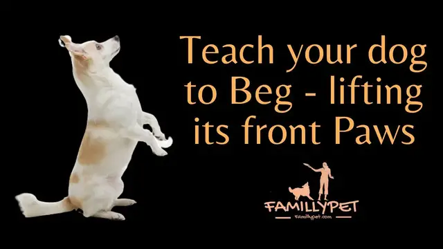 Video thumbnail for Dog training Tricks : Teach your dog Begging - lifting its front paws