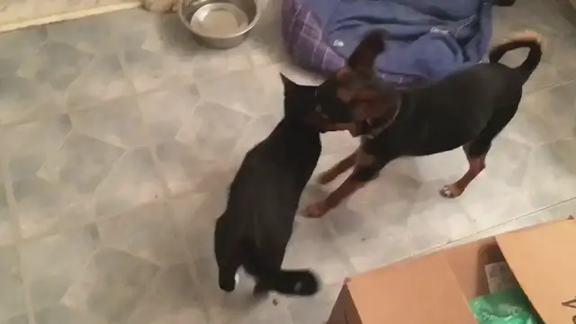 Video thumbnail for Gatito y Perrito se consuelan al ser abandonado en un campo por sus antiguos dueños