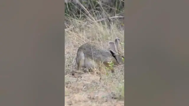 Video thumbnail for Black napped hare