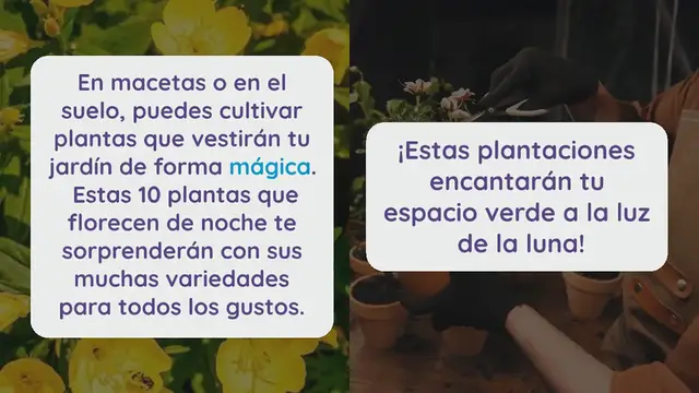 Video thumbnail for 10 plantas que florecen de noche que transformarán tu jardín en un lugar mágico