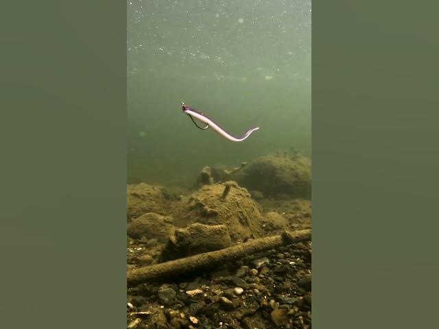 Video thumbnail for You’re gonna need about 1 or 14 packs of these 😍 Featured: @berkleyfishing Lab Series Finesse Worm