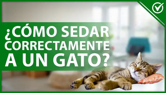 Video thumbnail for 🐈 ¿Cuál es la forma correcta de SEDAR a un GATO? - Ansiedad y visitas al veterinario 😴🐈