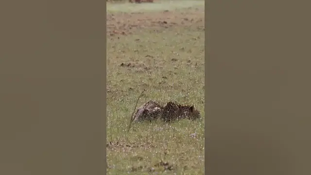 Video thumbnail for Leopard drinking water in Wilpattu #shorts