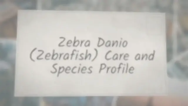 'Video thumbnail for Zebra Danio (Zebrafish) Care & Species Profile'