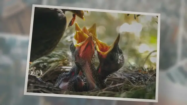 'Video thumbnail for What Do Wild Baby Birds Eat?'