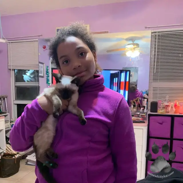 Video thumbnail for Do Siamese Cats Like to be Held?