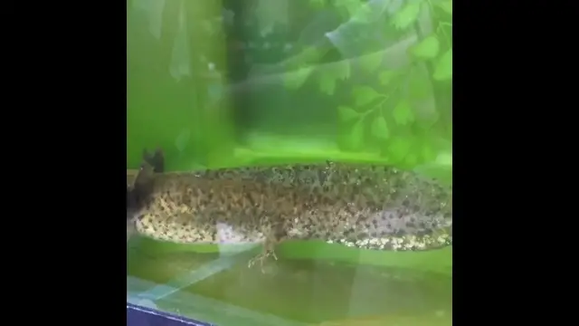 'Video thumbnail for Enigma axolotl | axolotl breeds , colors & morphs'
