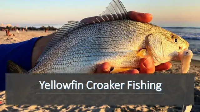 'Video thumbnail for Yellowfin Croaker Fishing: Surf Fishing In So Cal'
