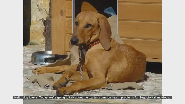 Video thumbnail for Top 10 Health Problems in Segugio Italiano Dogs: Prevention and Care Tips