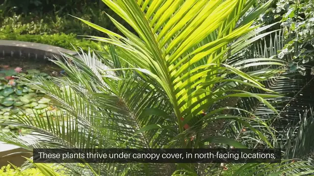 Video thumbnail for Shade-Loving Plants
