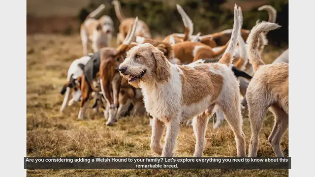 Video thumbnail for Welsh Hound: The Perfect Family Companion - Everything You Need to Know