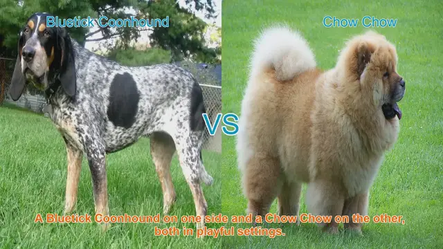 Video thumbnail for Bluetick Coonhound vs. Chow Chow: Origins, Appearance, Temperament, and Care