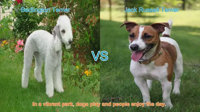 Video thumbnail for Bedlington Terrier vs. Jack Russell Terrier: A Breed Comparison