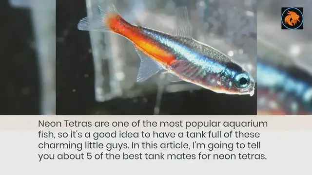 'Video thumbnail for 5 Amazing Tank mates for Neon tetras! 馃惉'