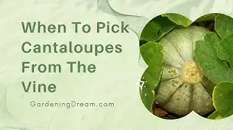 Video thumbnail for When To Pick Cantaloupes From The Vine