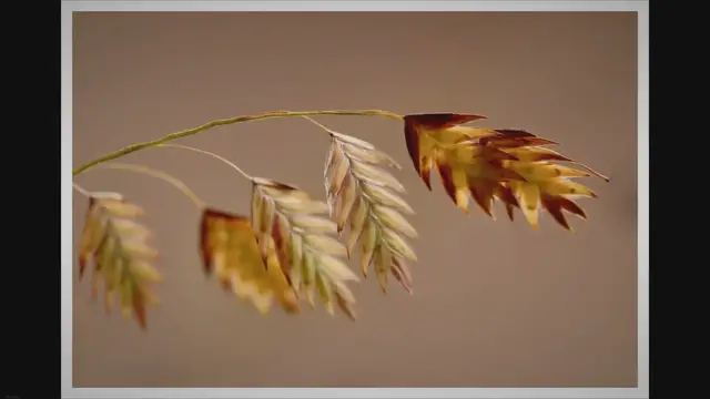 Video thumbnail for Health benefits of oats- video