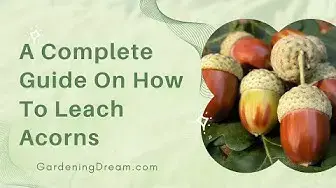 Video thumbnail for A Complete Guide On How To Leach Acorns