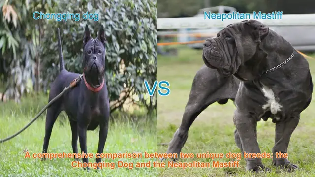 Video thumbnail for Chongqing Dog vs. Neapolitan Mastiff: A Comprehensive Breed Comparison