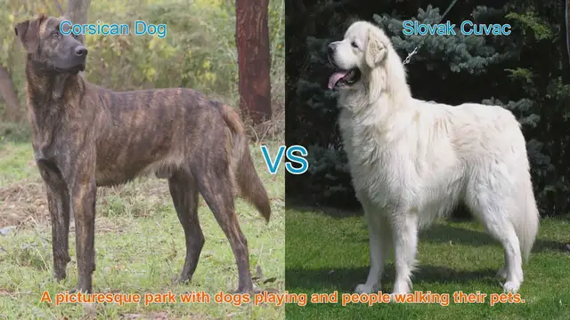 Video thumbnail for Corsican Dog vs. Slovak Cuvac: A Comparison of Two Unique Breeds