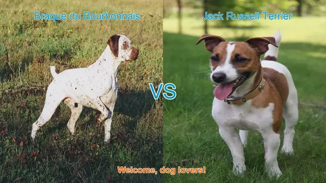 Video thumbnail for Braque du Bourbonnais vs. Jack Russell Terrier: A Comprehensive Comparison