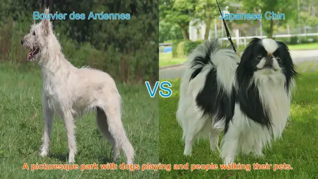 Video thumbnail for Bouvier des Ardennes vs. Japanese Chin: A Breed Comparison